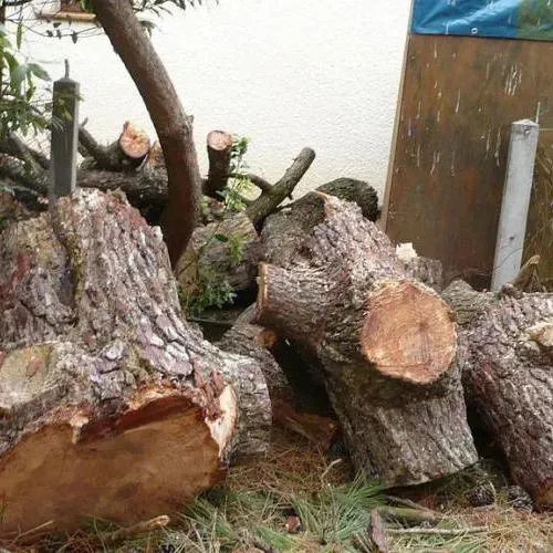 Abattage arbre près de  Gujan-Mestras